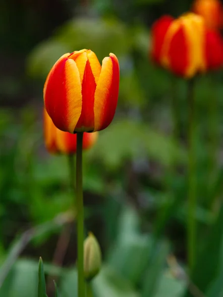 Gros Plan Belles Tulipes Qui Fleurissent Jardin — Photo