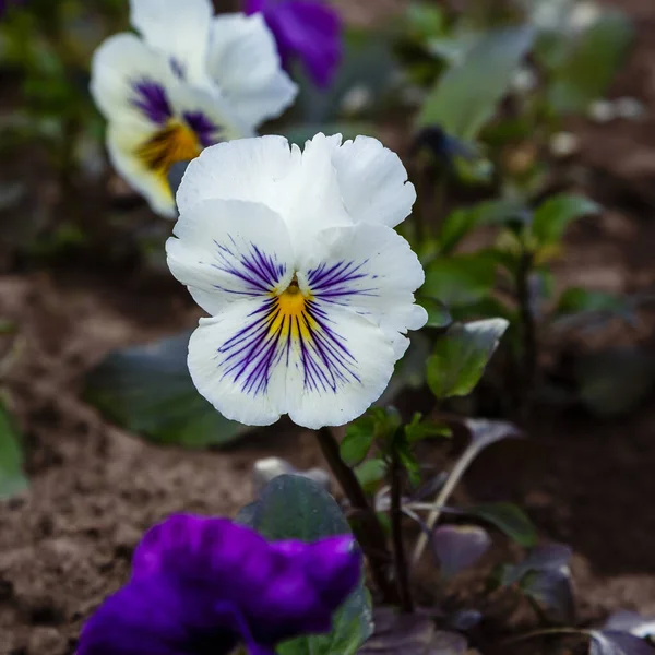 Floare Pansy Alb Aproape Împușcat — Fotografie, imagine de stoc