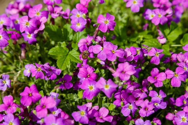 Purple Aubrieta Flowers Bright Sunlight — Stock Photo, Image