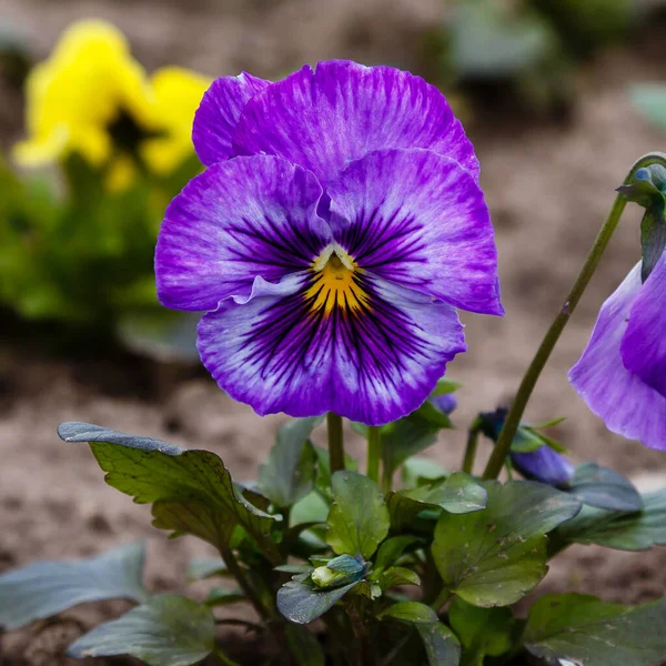 Purple Pansy Flower Close Shot — Stock Photo, Image