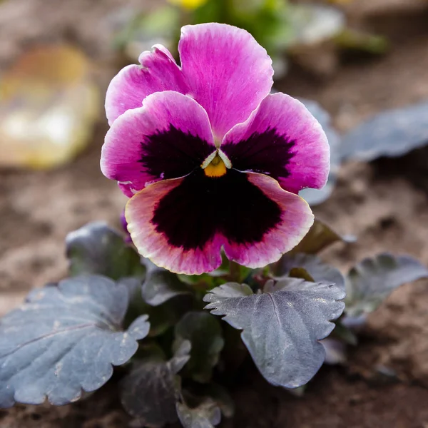 Purple Pansy Flower Close Shot — Stock Photo, Image