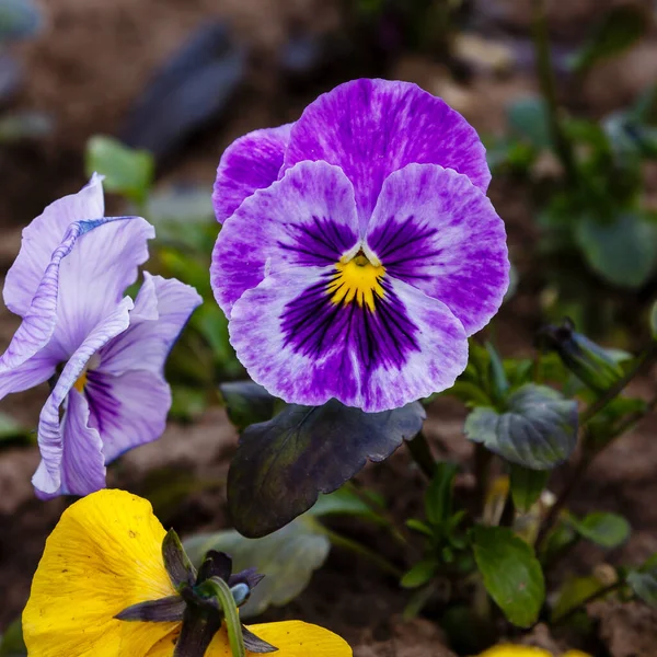 Purple Pansy Flowers Close Shot — Stock Photo, Image