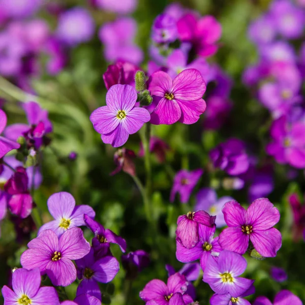 Purple Aubrieta Flowers Bright Sunlight — Stock Photo, Image