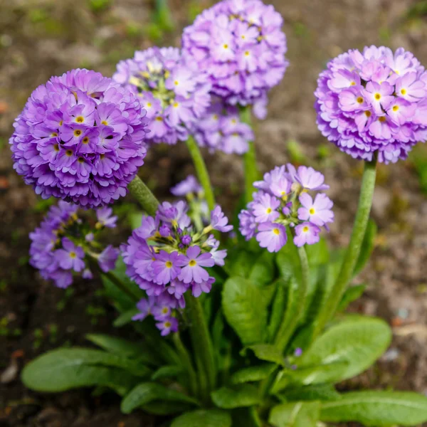 Lila Blommande Blommor Närbild Skott — Stockfoto