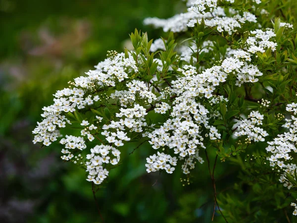 Spiraea Cinerea Keř Bílými Kvetoucími Květy — Stock fotografie