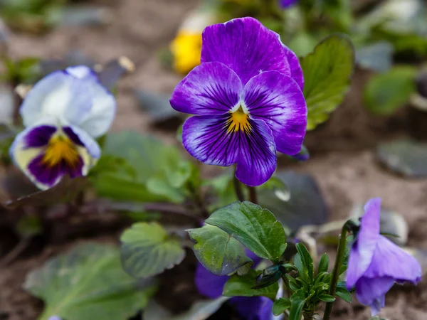 Purple Pansy Flower Close Shot — Stock Photo, Image