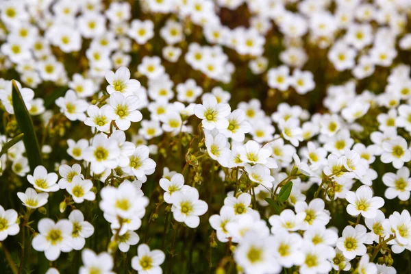 Białe Kwitnące Kwiaty Zarodków Saxifraga — Zdjęcie stockowe