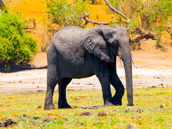 Huge african elephant — Stock Photo, Image