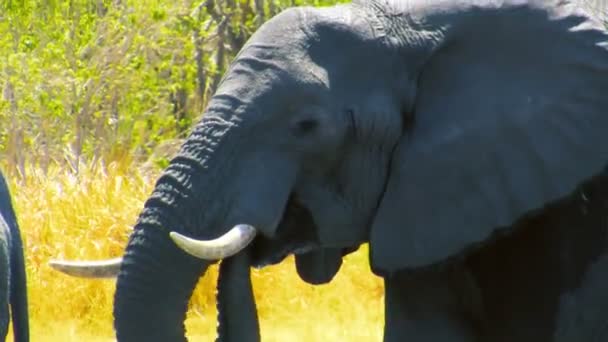 Bere elefante africano — Video Stock