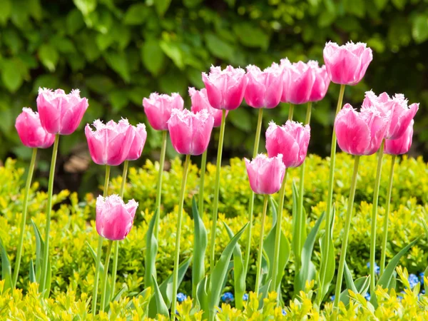 Mooie roze tulpen in de tuin — Stockfoto