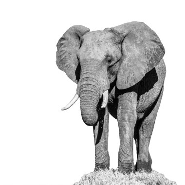 Huge african elephant isolated on white background clipart