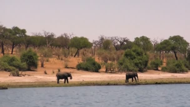 Afrikanische Elefanten am Fluss an sonnigem Tag — Stockvideo