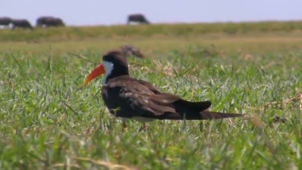 Pájaro skimmer africano en la hierba — Vídeos de Stock