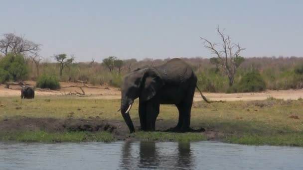 Αφρικανικός ελέφαντας πλατσουρίζουν λάσπη — Αρχείο Βίντεο