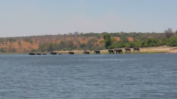 群非洲大象小舟在博茨瓦纳的乔贝河 — 图库视频影像