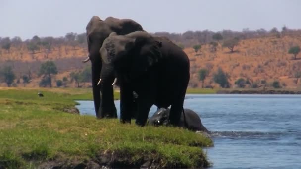 Elefante africano no rio — Vídeo de Stock