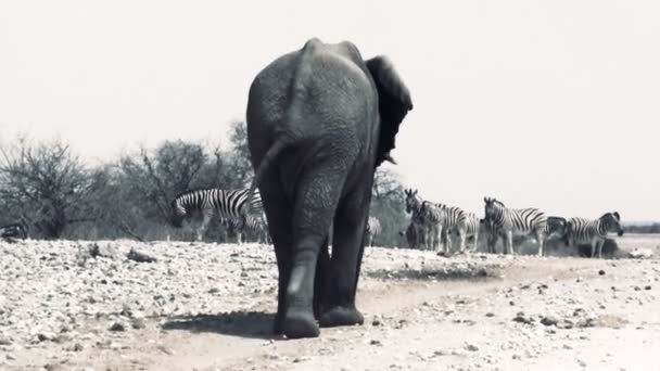 Enorme elefante afican camina lejos — Vídeo de stock