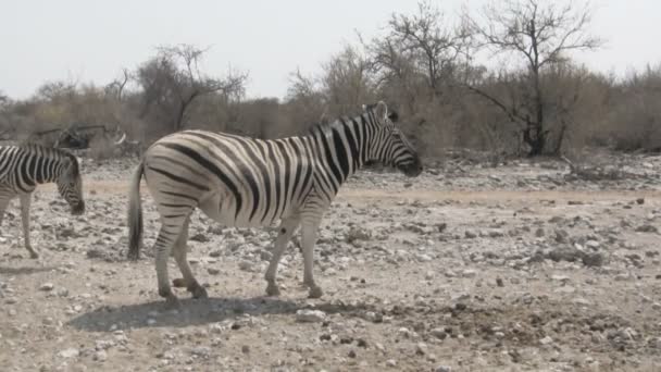 Zebras walking in dry african savanna — Stock Video