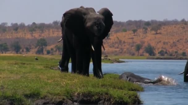 Afrikaanse olifant op de rivier — Stockvideo