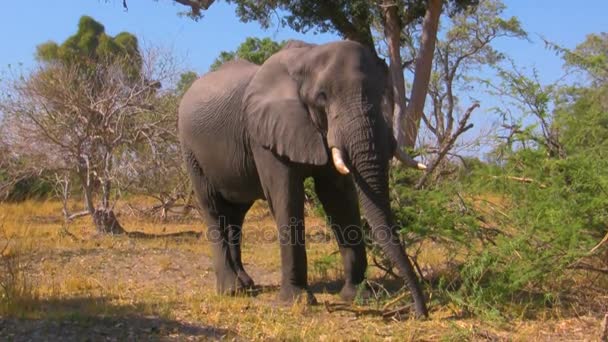 Elefante africano nel cespuglio — Video Stock
