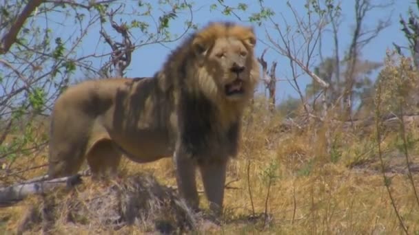 Взрослый лев стоит и смотрит — стоковое видео