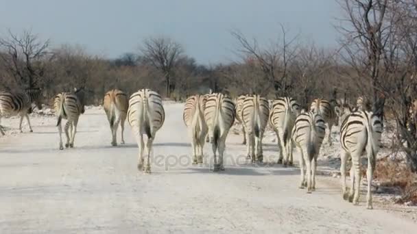 Zebror korsar dammig väg i african national park — Stockvideo
