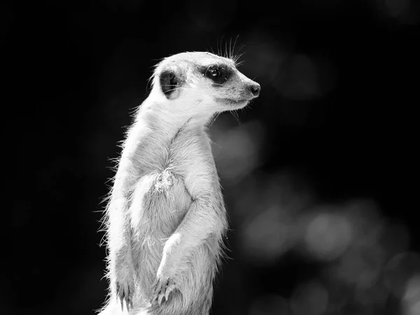 Meerkat em alerta — Fotografia de Stock