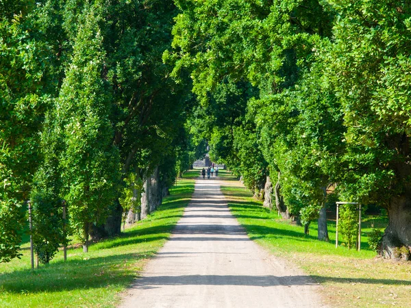 Country road tree alley in beautiful park — Stock Photo, Image