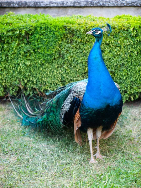 Pavo real verde de pie en el jardín —  Fotos de Stock