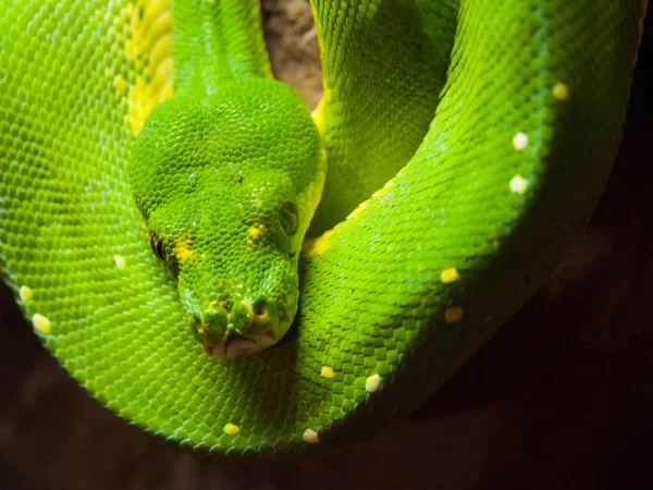 Pitón de árbol verde colgando de la rama — Foto de Stock