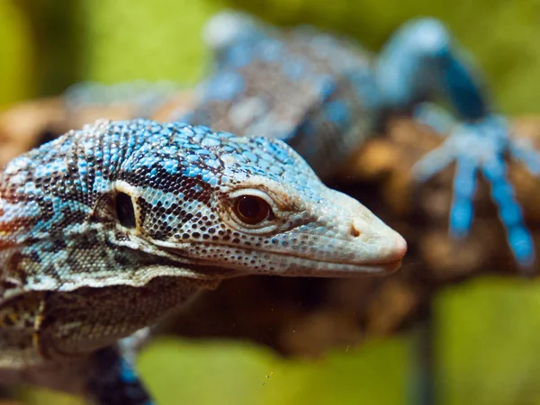 Detailed view of Blue Tree Monitor Lizard — Stock Photo, Image
