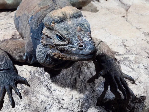 Rhinoceros iguana - threatened species of Caribbean lizard — Stock Photo, Image