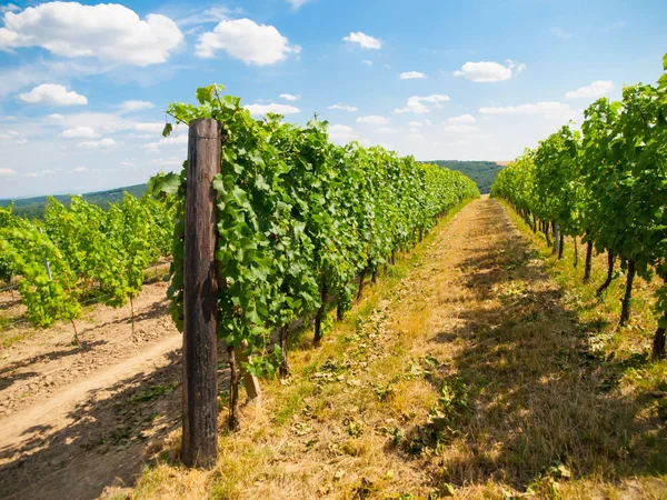 Green vineyard row in summer time — Stock Photo, Image