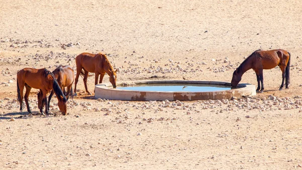 Namibin aavikon villihevoset karjan lähellä Aus, Namibia, Afrikka — kuvapankkivalokuva