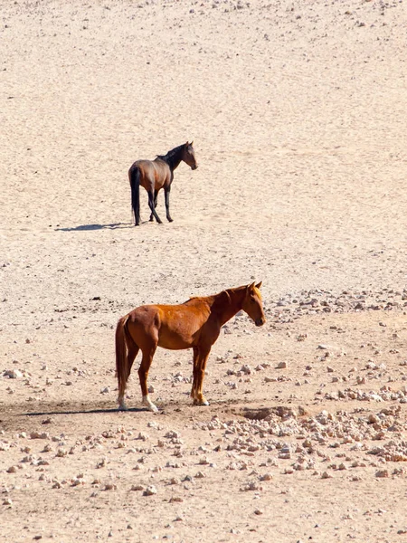 The Namib Desert feral horses herd at waterhole near Aus, Namibia, Africa — Stock Photo, Image