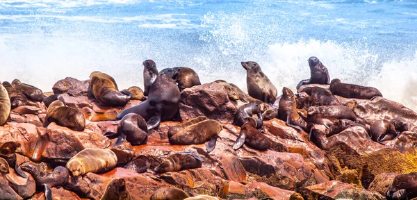 Kegelrobbe, Arctocephalus pusillus, Kolonie am Cape Cross in Namibia, Afrika — Stockfoto