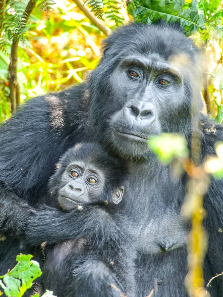 Berg gorilla familie - baby met moeder in het bos, Oeganda, Afrika — Stockfoto