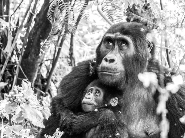 Famiglia di gorilla di montagna - bambino con madre nella foresta, Uganda, Africa — Foto Stock