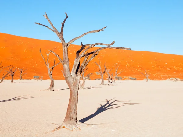 Döda kamel thorn träd i Deadvlei torr stekpanna med sprucken jord mitt i Namiböknen röda sanddyner, Sossusvlei, Namibia, Afrika — Stockfoto