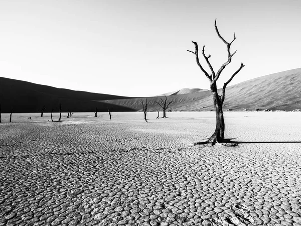 Landscpe seco desolado com árvores de espinho de camelo morto em Deadvlei pan. Solo rachado no meio das dunas vermelhas do deserto do Namib, Sossusvlei, Namíbia, África — Fotografia de Stock