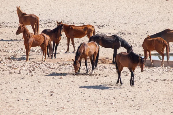 The Namib Desert feral horses herd at waterhole near Aus, Namibia, Africa — Stock Photo, Image