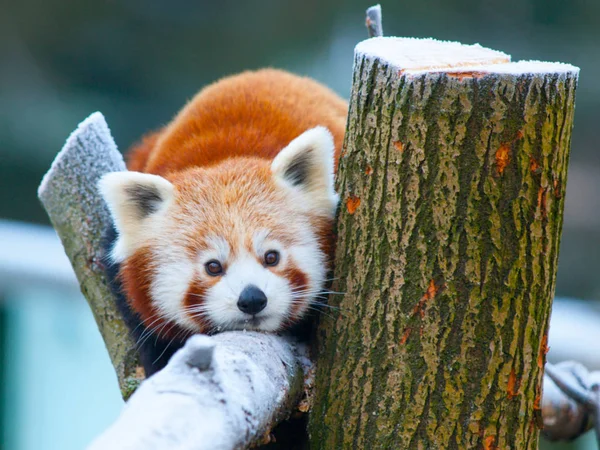 Panda rosso sdraiato su un ramo — Foto Stock