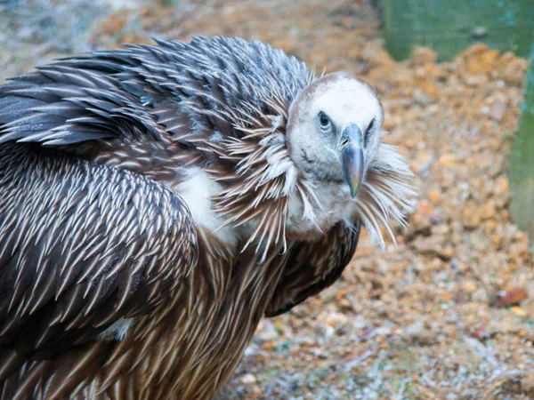 Himalayan Sęp, Gyps himalayensis, zbliżenie górski zamiatacz ptak — Zdjęcie stockowe