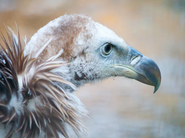 Avvoltoio grifone himalayano, Gyps himalayensis, primo piano colpo di uccello scavenger montagna unica — Foto Stock