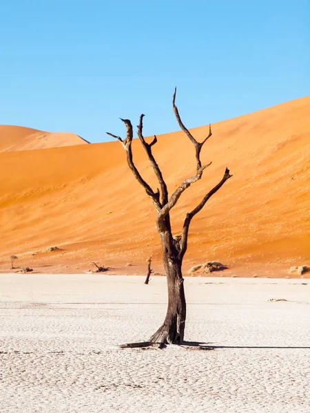 Döda kamel thorn träd i Deadvlei torr stekpanna med sprucken jord mitt i Namiböknen röda sanddyner, Sossusvlei, Namibia, Afrika — Stockfoto