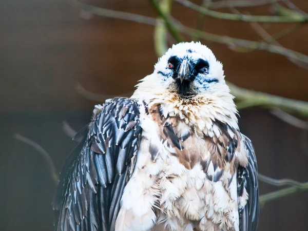 Brodaty Sęp - drapieżny ptak — Zdjęcie stockowe