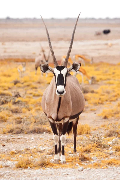 Vooraanzicht van de gemsbok, Oryx gazella, gemsbuck en antilopen. Native aan de Kalahari-woestijn, Namibië en Botswana, Zuid-Afrika — Stockfoto