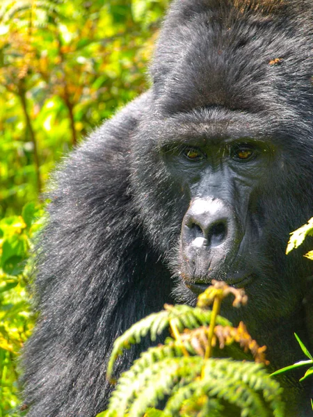Close-up portret van mannelijke gorilla in de jungle. — Stockfoto