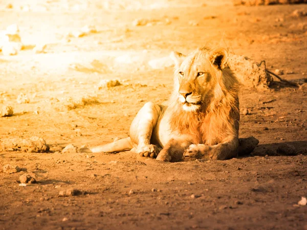 Junger männlicher Löwe beim Ausruhen auf staubigem Boden bei Sonnenuntergang, Etoscha Nationalpark, Namibia, Afrika — Stockfoto