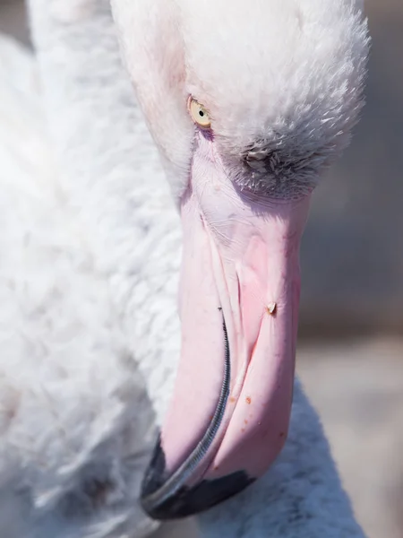 Close-up portrait of pink flamingo — Stock Photo, Image